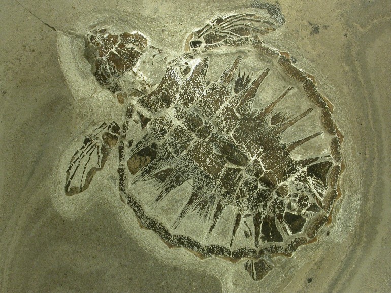 Luffe Fossil Museum Mors