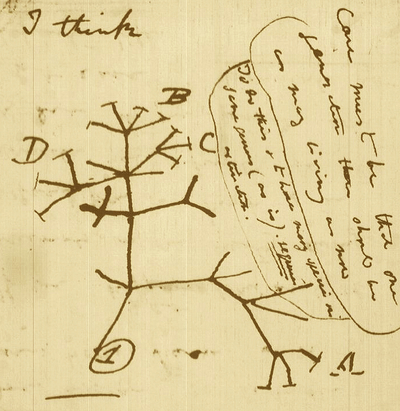 darwin tree