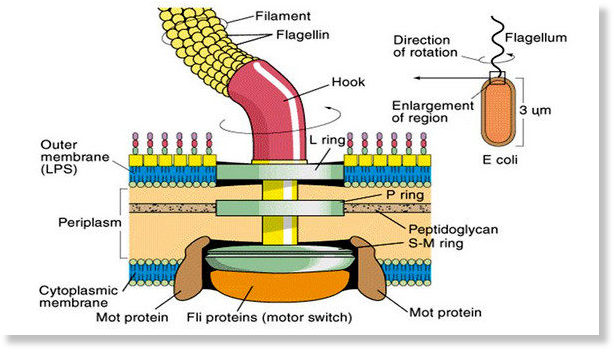 flagellum base diagram