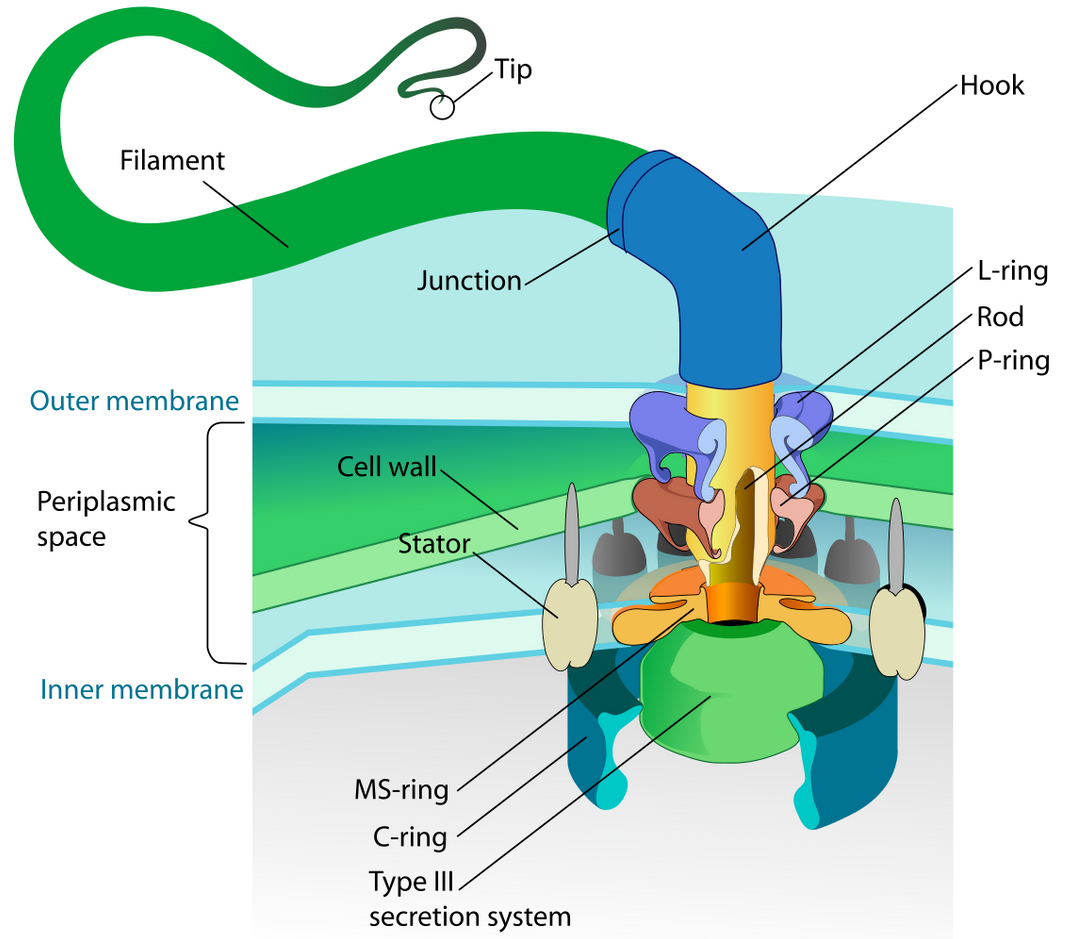 flagellum base diagram